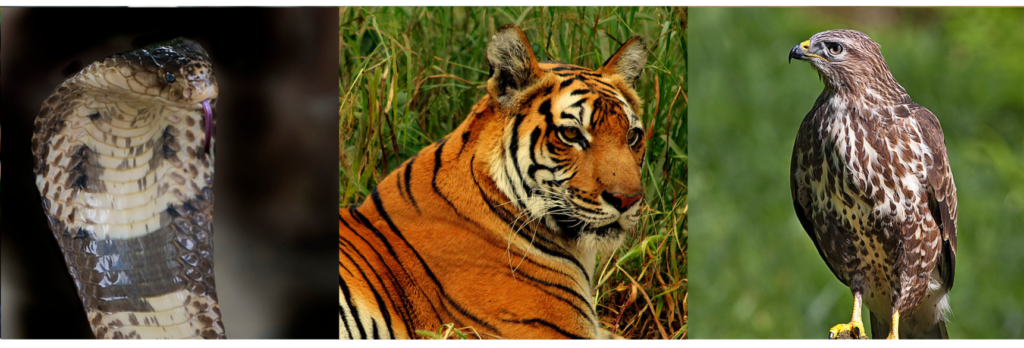 wildlife - biodiversity conservation in bangladesh