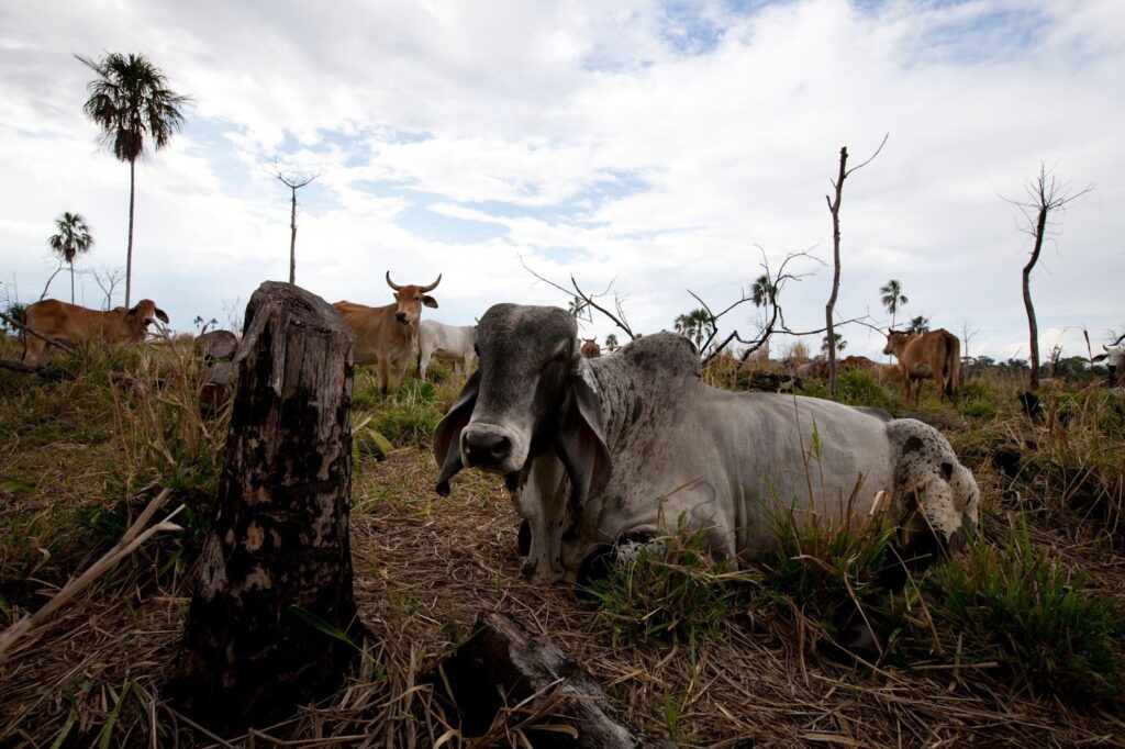 cattle ranching - why is biodiversity important central america