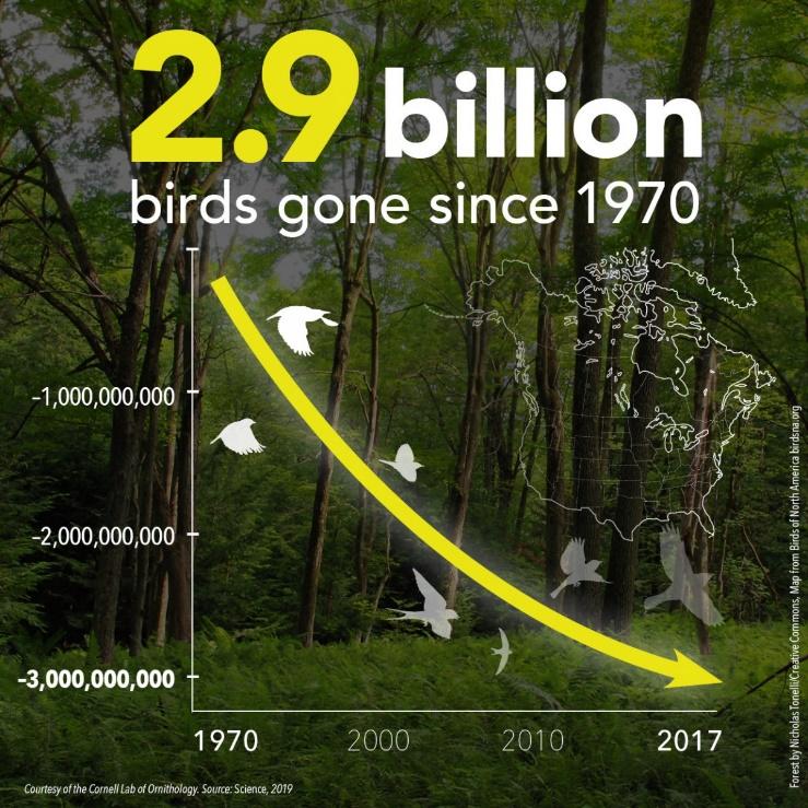 bird species loss - observation of biodiversity loss