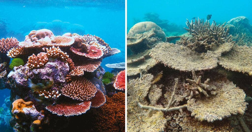 coral reef bleaching - observation of biodiversity loss