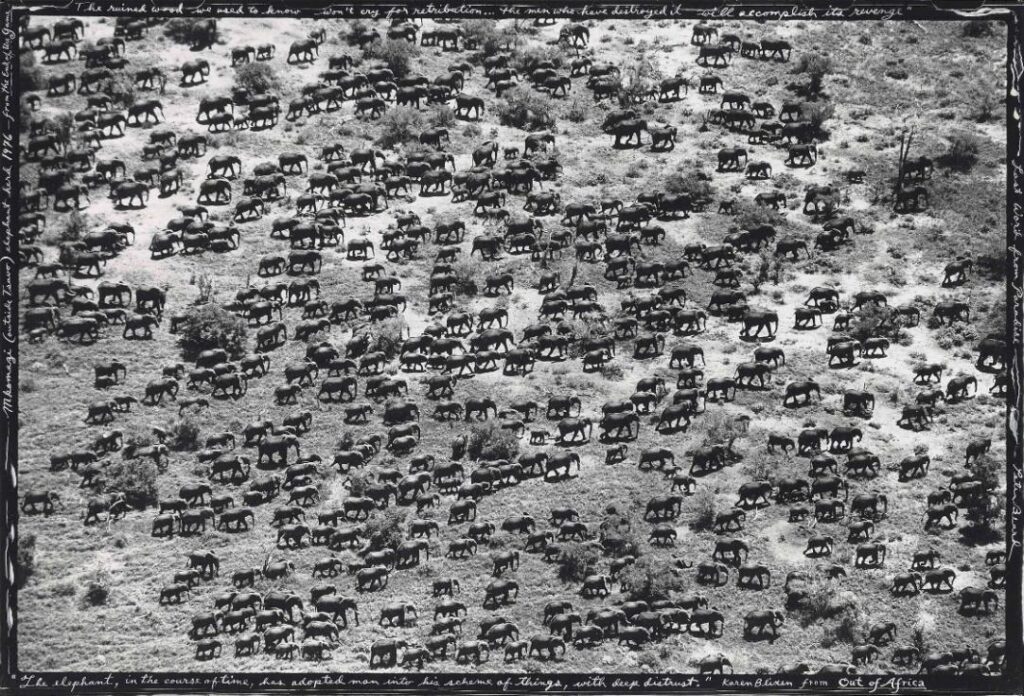 elephant herd 1970 - biodiversity loss pictures