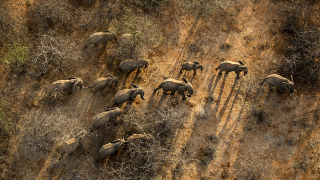modern elephant herd - observation of biodiversity loss