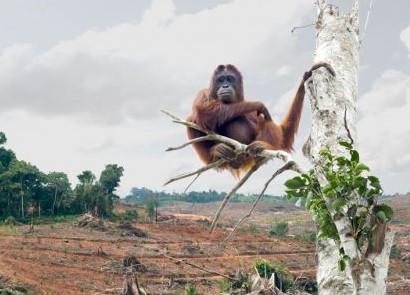 orangutan on bare tree - biodiversity loss pictures