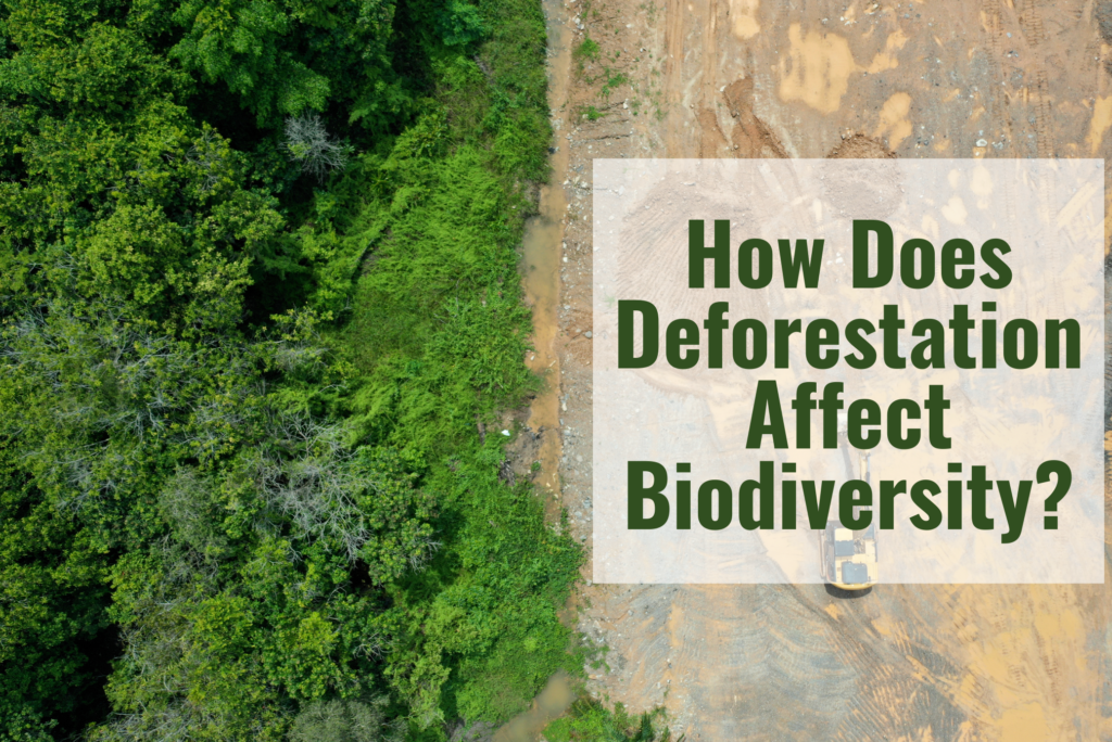 how does deforestation affect biodiversity